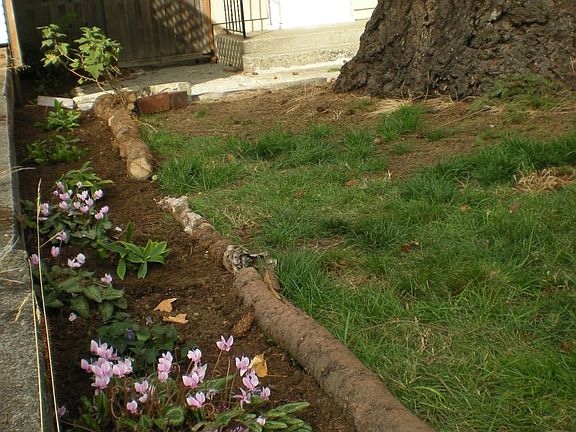 Front Yard Faces East,Wild Cyclamen & Woodland Violets