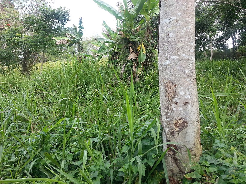 2nd image of Campo Bello ##3