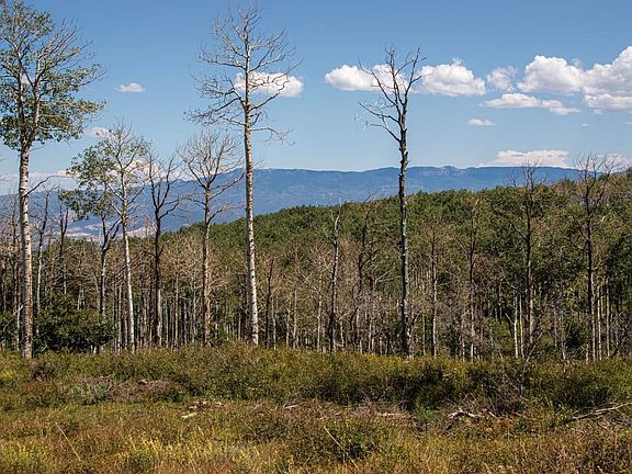 aspens