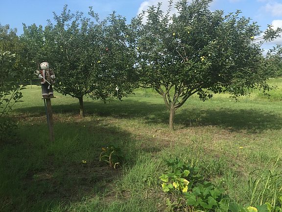 Fruit orchard and garden