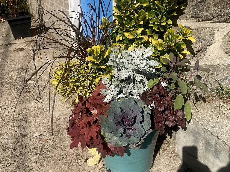 Plants are my life