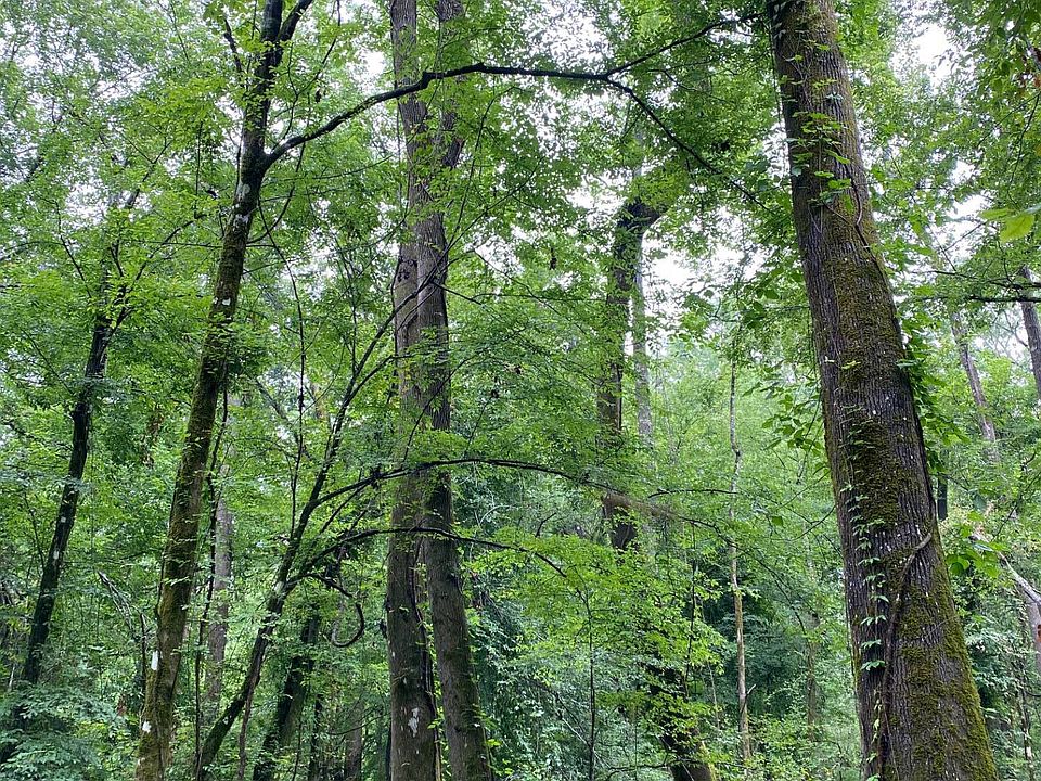 Highway 126, Grayson, LA 71435 MLS 11106342 Zillow