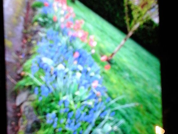 flowerbed by road