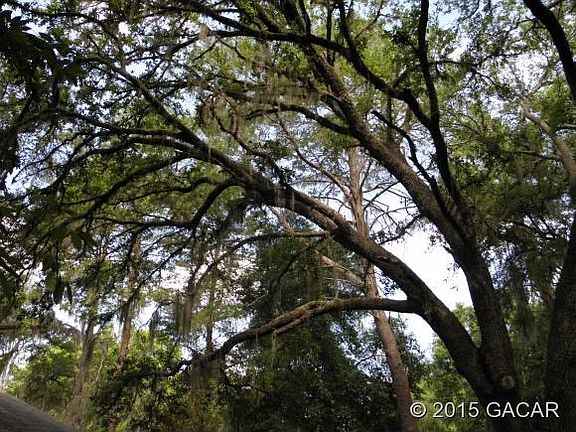 Graceful Liveoaks
