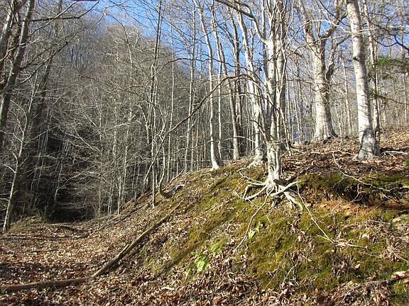 3rd image of 172 Acres War Creek Cantwell Valley Rd