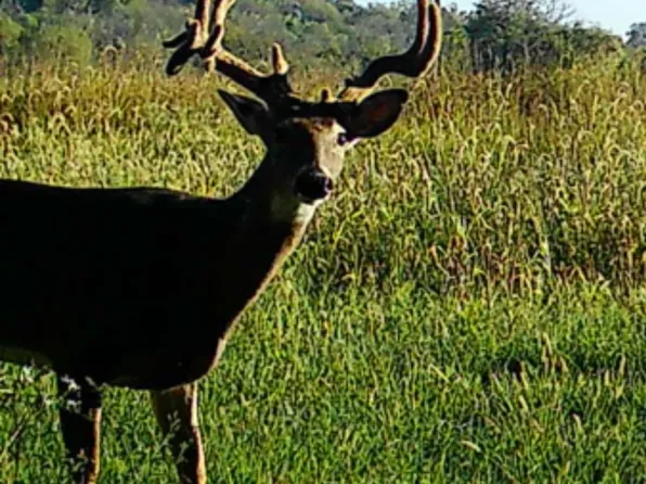 002 E 490th Road, Bolivar, MO 65613