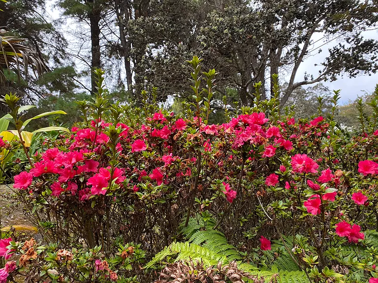 Azaleas in the front yard.