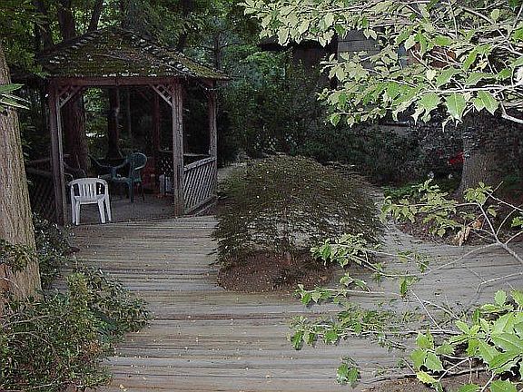 My favorite Japanese Maple