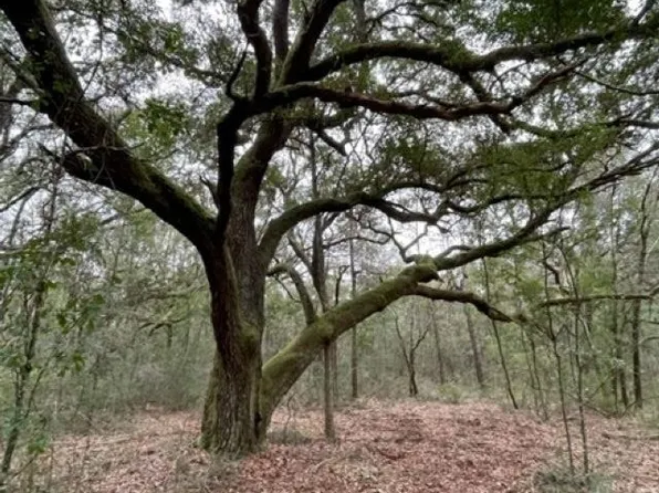 9847 S County Road 99, Lillian, AL 36549