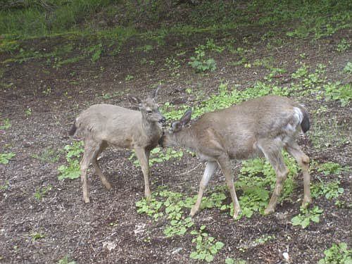 Deer in the BackYard