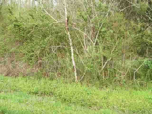 1st image of 520 Smyrna Heights Dr