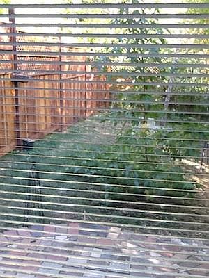 The backyard through the blinds on the French front doors.
