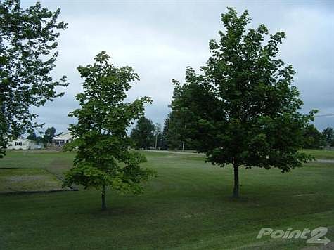 Mature tree makes nice shade..