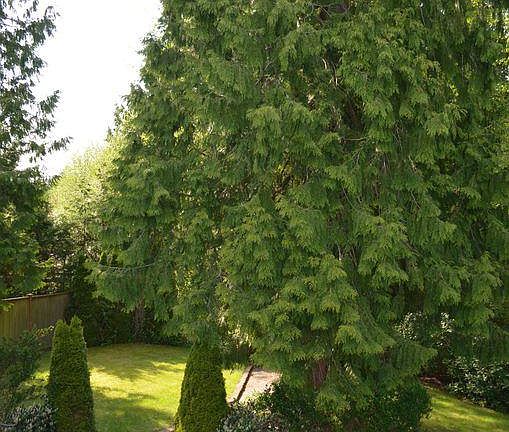 Private backyard on a greenbelt