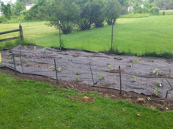 Veggie garden area