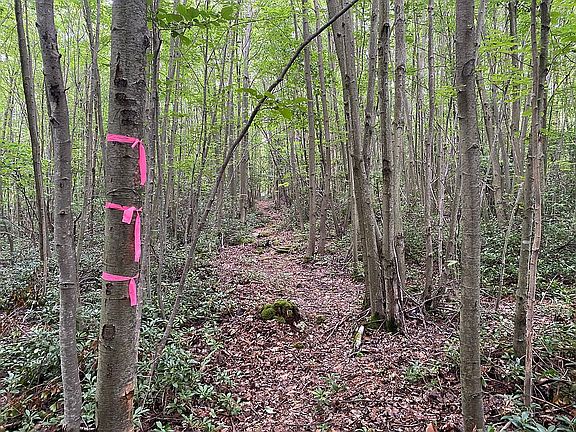 Surveyed and marked