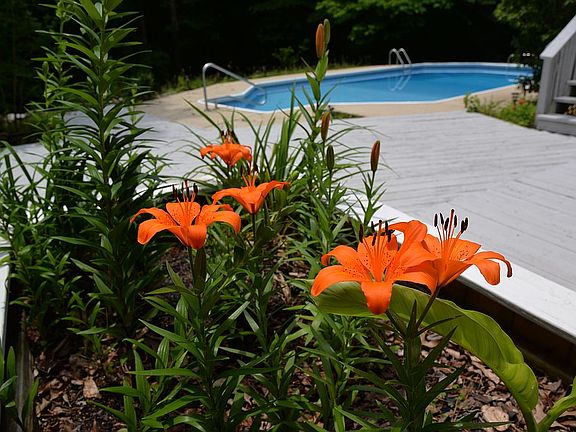 Asiatic Lilies on property