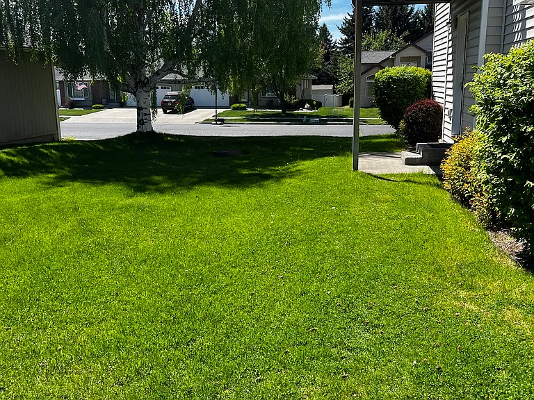 Side yard