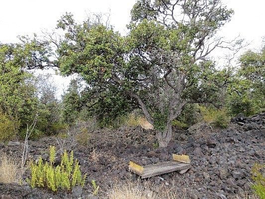 2nd image of King Kamehameha Blvd Lot 16