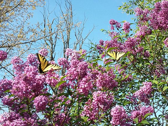 monarchs on the lilacs