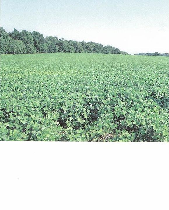 2nd image of Vac Austin Rd