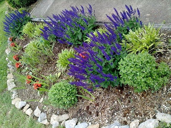 April 2010, Front garden bed