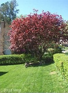 2nd image of 4762 Lupino Ct