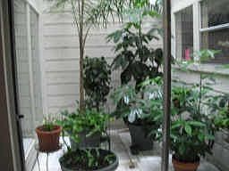 center autrim w/beautiful plants