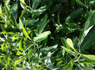 0 Williams Rd, Big Rock, TN 37023