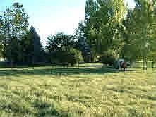 Fenced Pasture