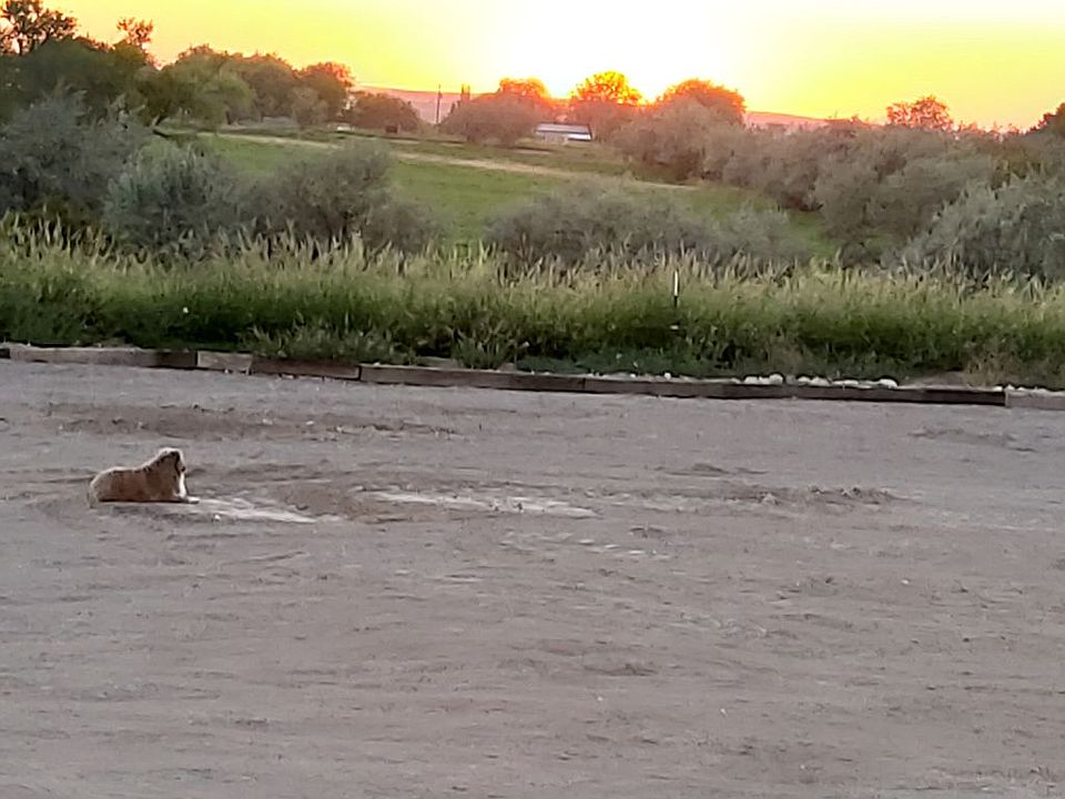 Oh !  THE SUNSETS