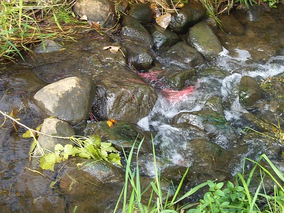 Rush Creek through back yard