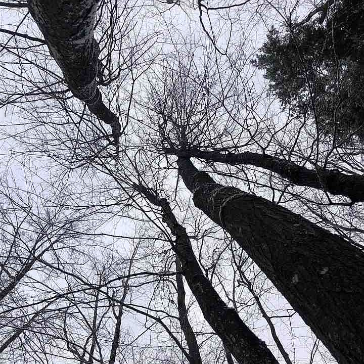 2nd image of 7605 Red Pine Trl