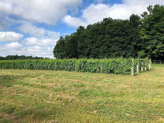 Vineyard and tillable land