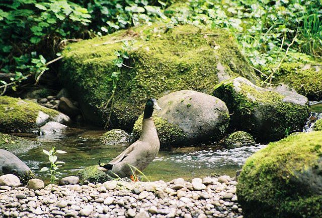 Family of Ducks