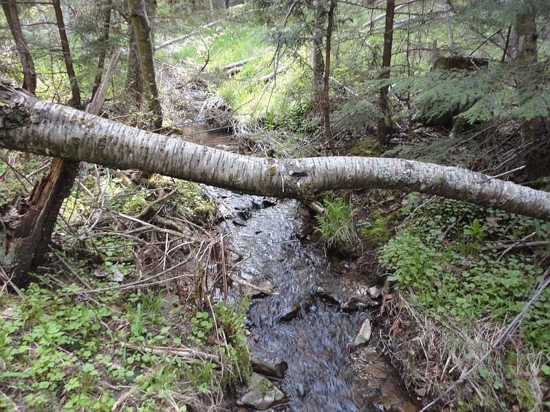 1st image of Tamarack Creek