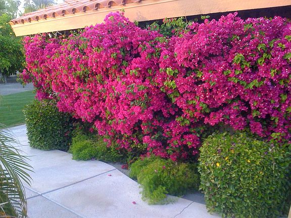 Flowering Wall near pool
