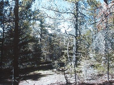 More Trees - 9K' ASL