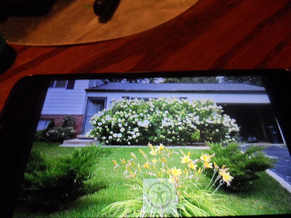 front of 232 in summer