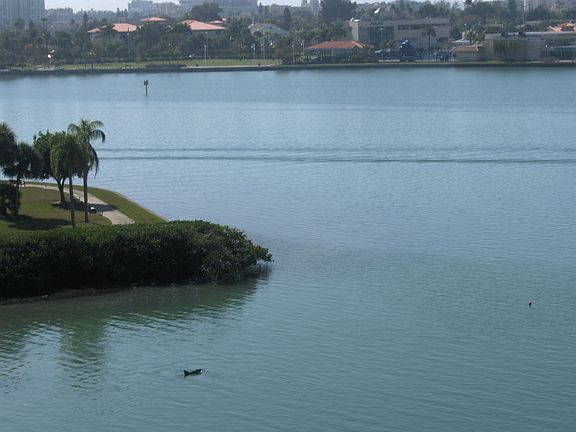 Dolphin Watching
