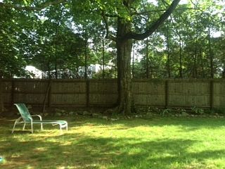 Shady spots in the yard