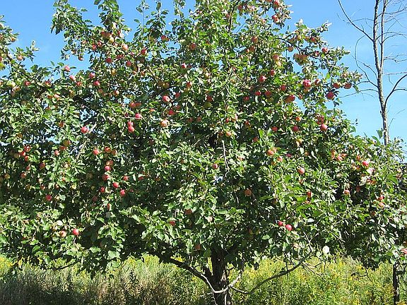 1 of several Apple Trees