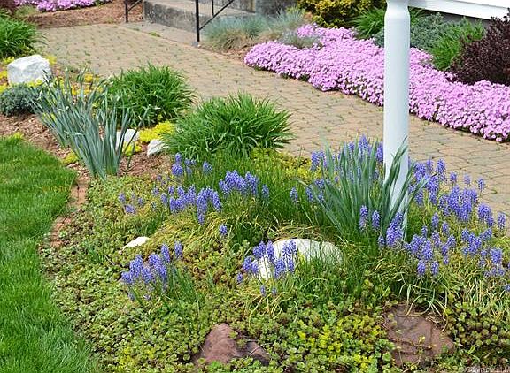 Spring flowers just blooming