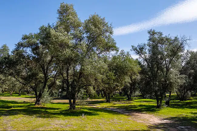 *Israeli Olive Trees