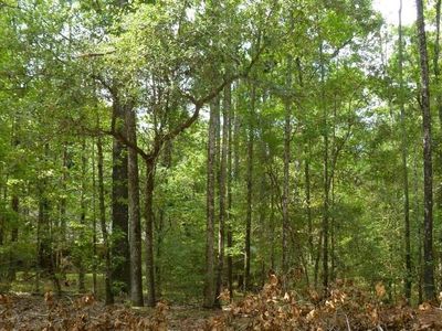 98 Green Tree Dr, Coldspring, TX, 77331