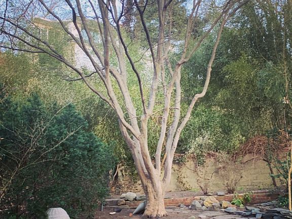 Garden-like backyard