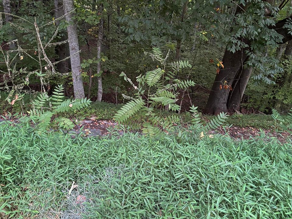 2nd image of 202 Ox Bow Ave