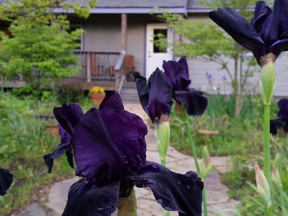 Front View in Spring