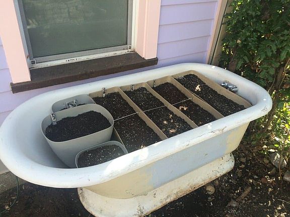 Antique tub planter outside bedroom window.