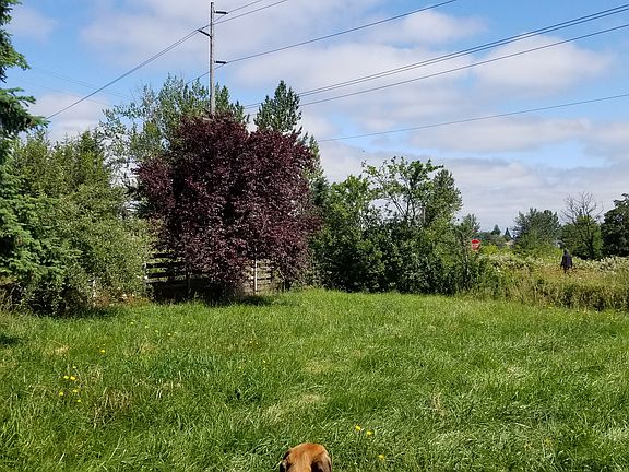 Front yard 